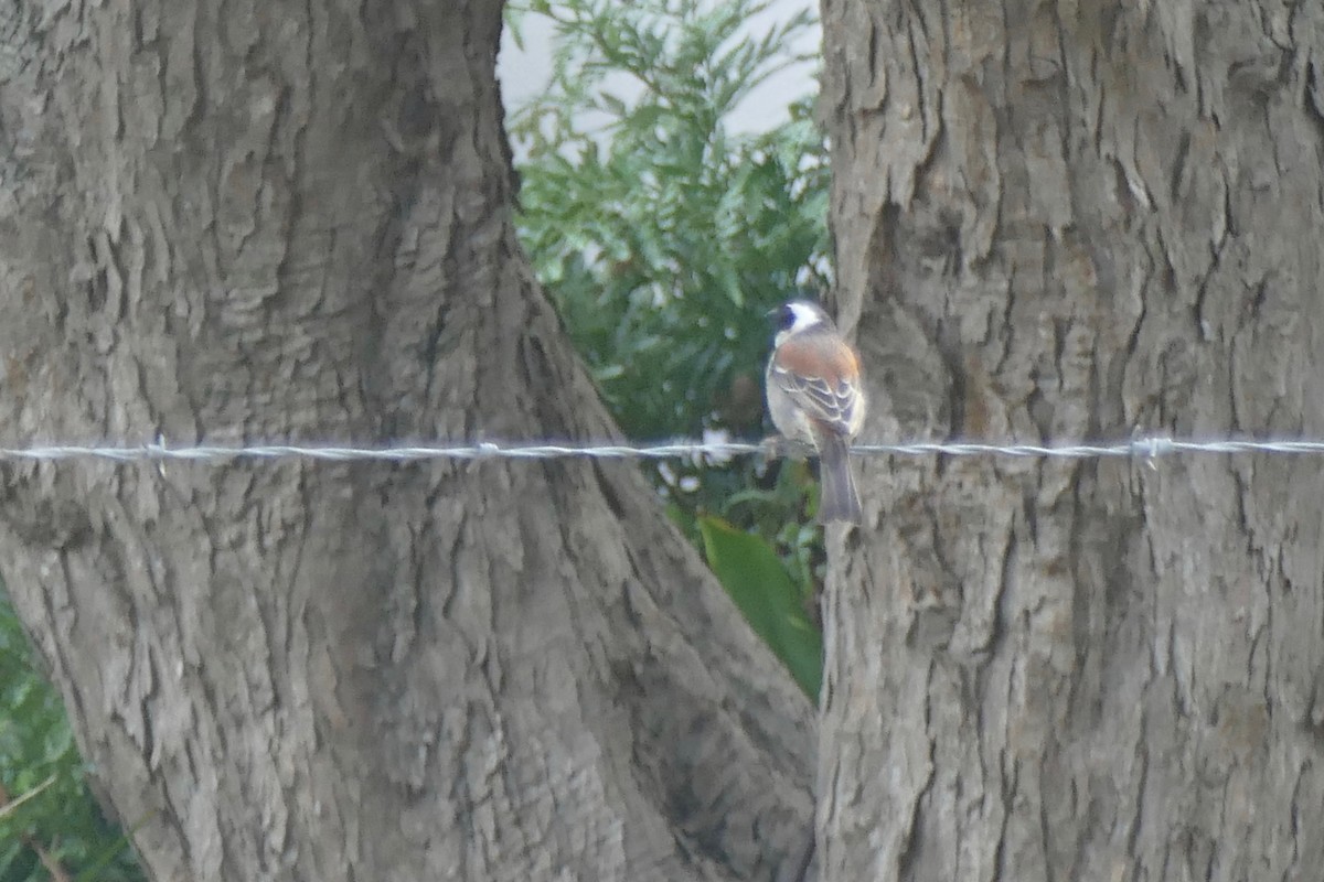 Cape Sparrow - ML188970331
