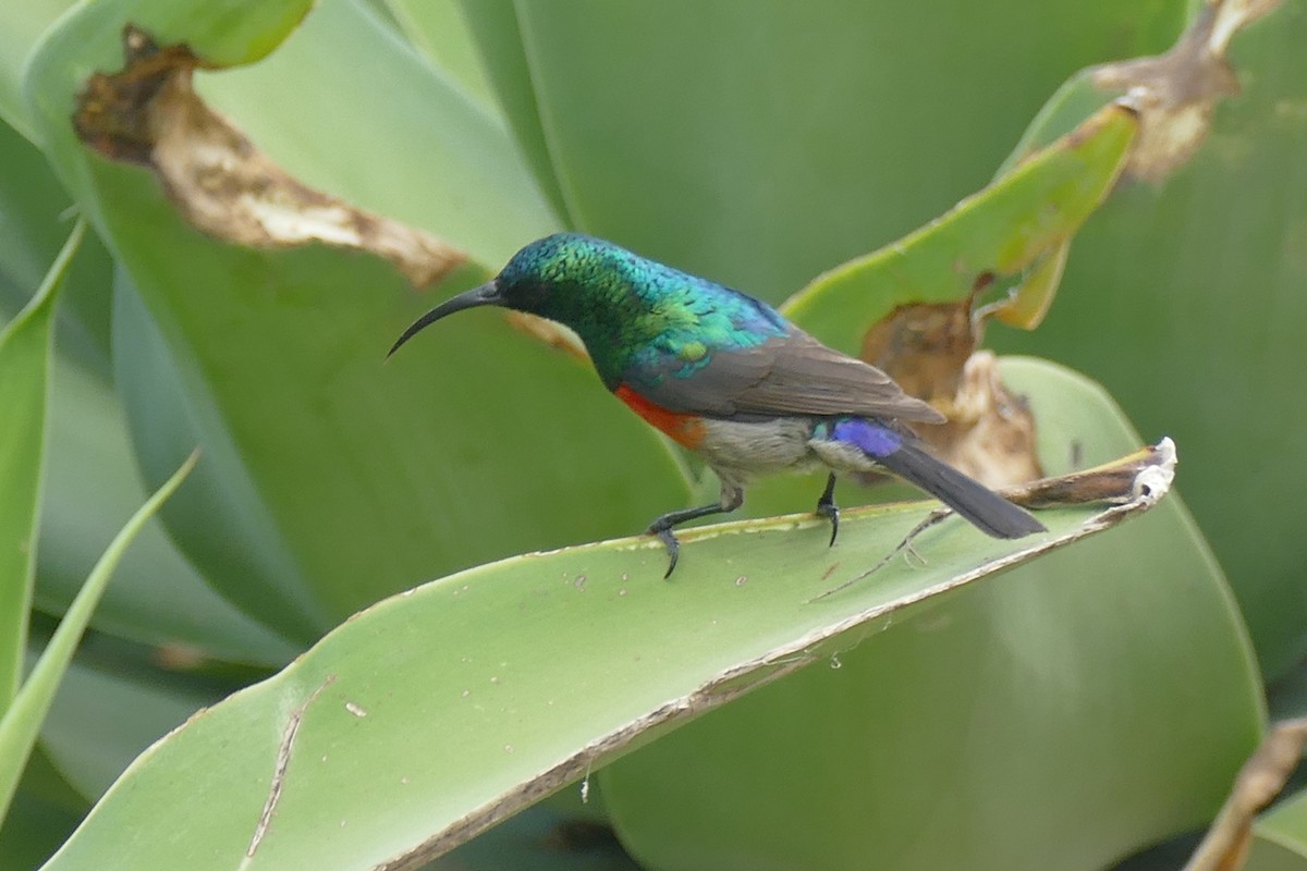 Greater Double-collared Sunbird - ML188970411