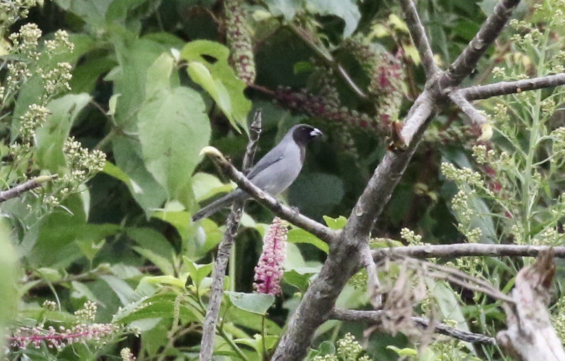 Black-faced Tanager - John Bruin