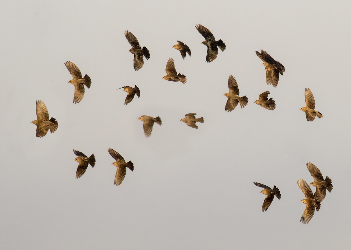 Brown-headed Cowbird - ML188971041