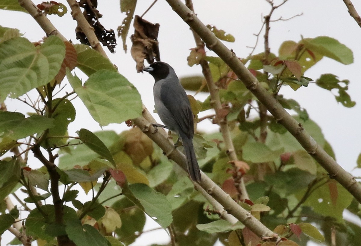 Black-faced Tanager - ML188971601