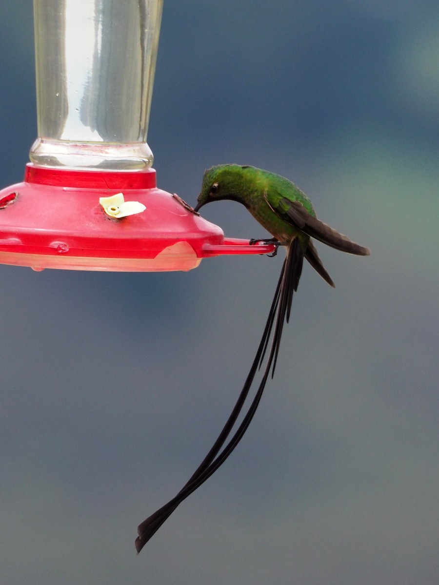 Colibrí Colilargo Mayor - ML188972321