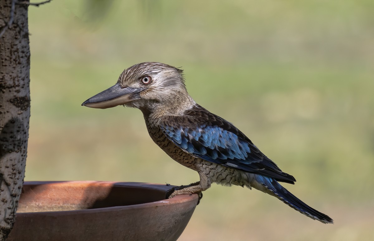 Martin-chasseur à ailes bleues - ML188975321