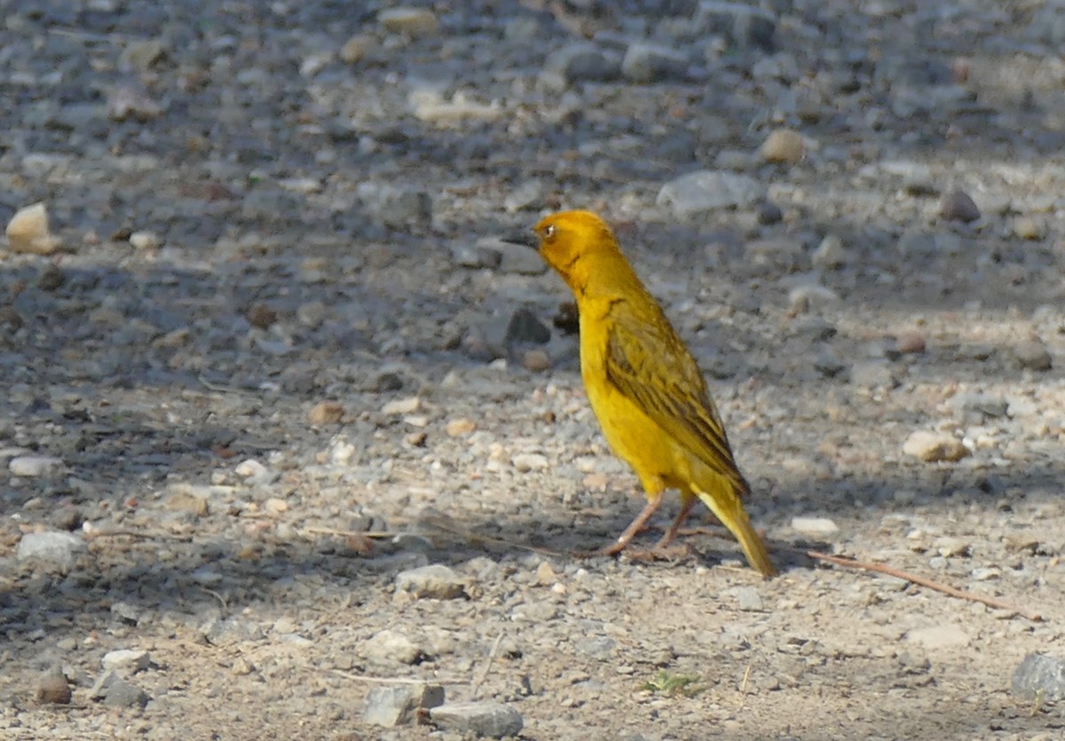 Cape Weaver - ML188975681