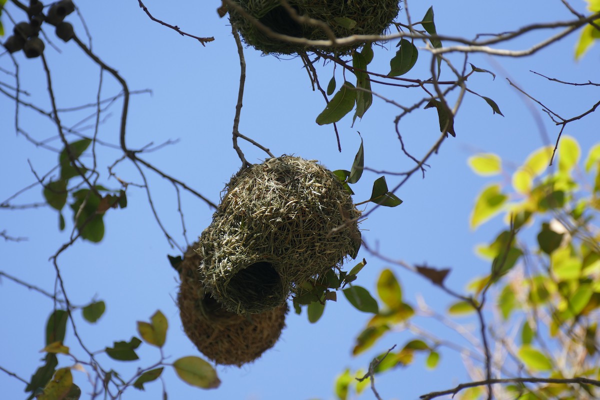 Cape Weaver - ML188975721