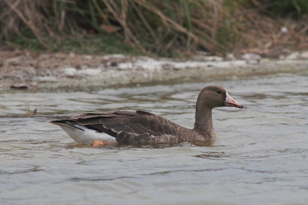 Greater White-fronted Goose - ML188975791