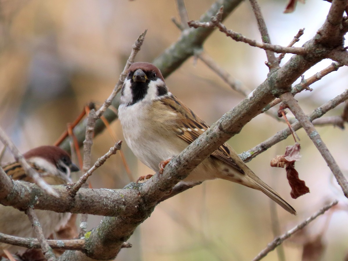 Eurasian Tree Sparrow - Randy Morgan