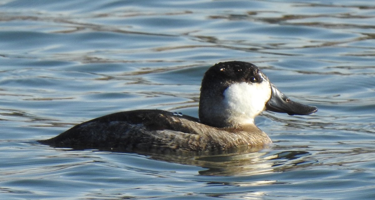 Ruddy Duck - David Robinson