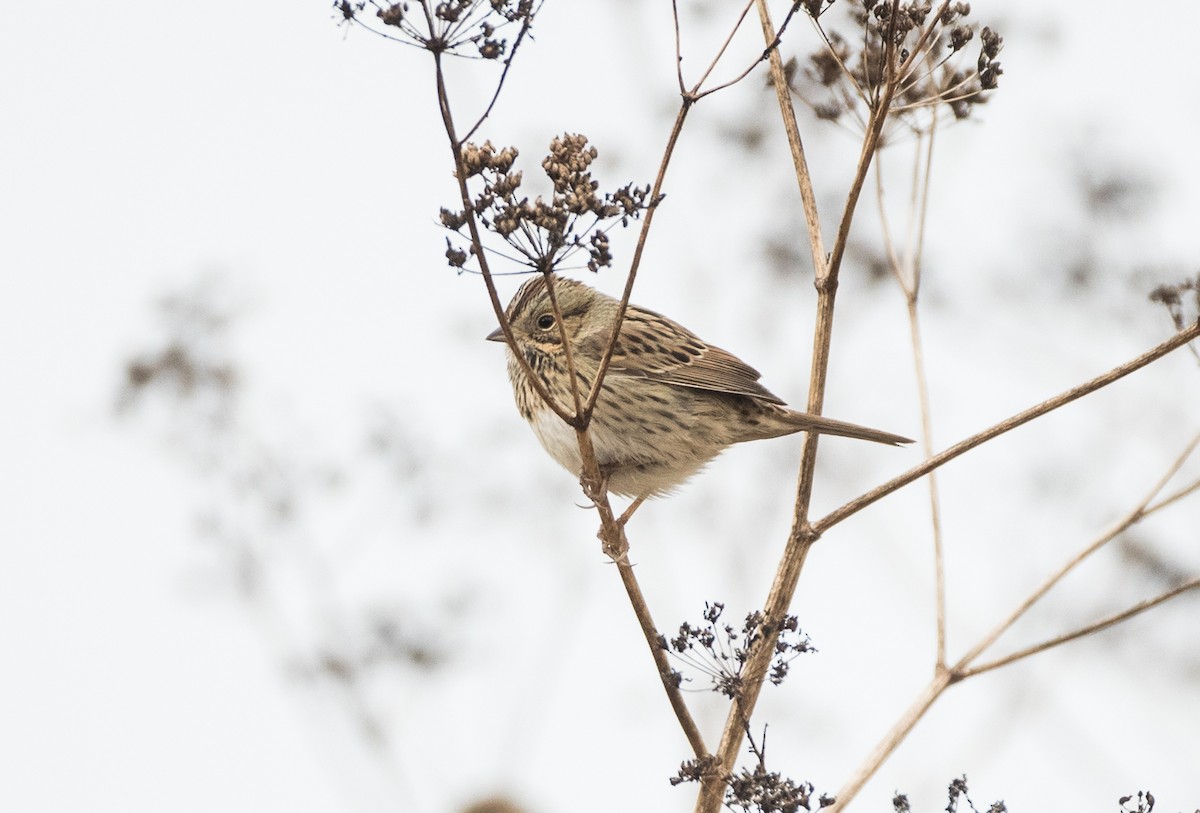 Lincoln's Sparrow - ML188978701