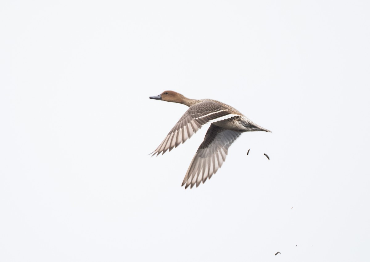 Northern Pintail - ML188978731