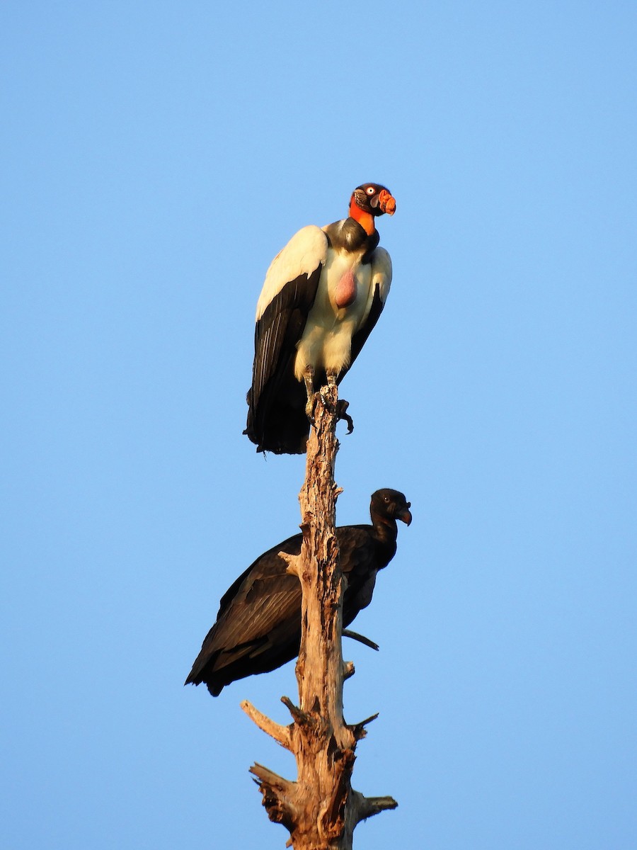 King Vulture - ML188978751