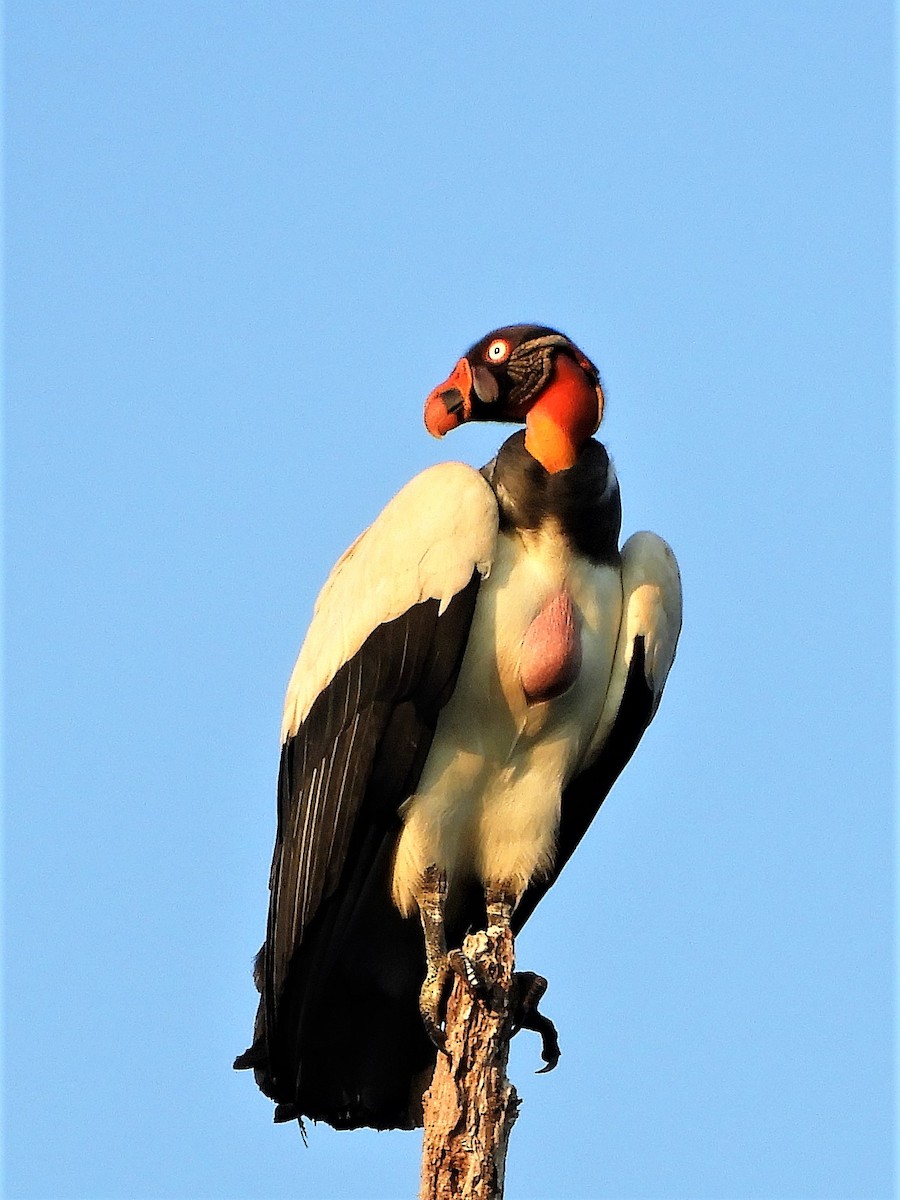 King Vulture - ML188978771