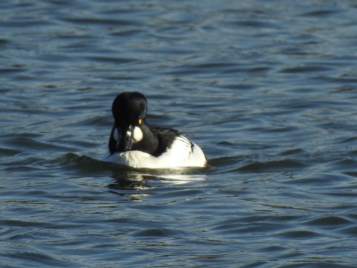 Common Goldeneye - David Robinson