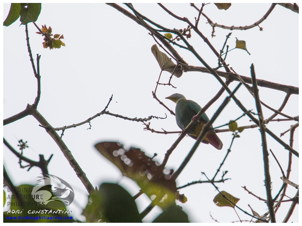 Black-naped Fruit-Dove - ML188979141