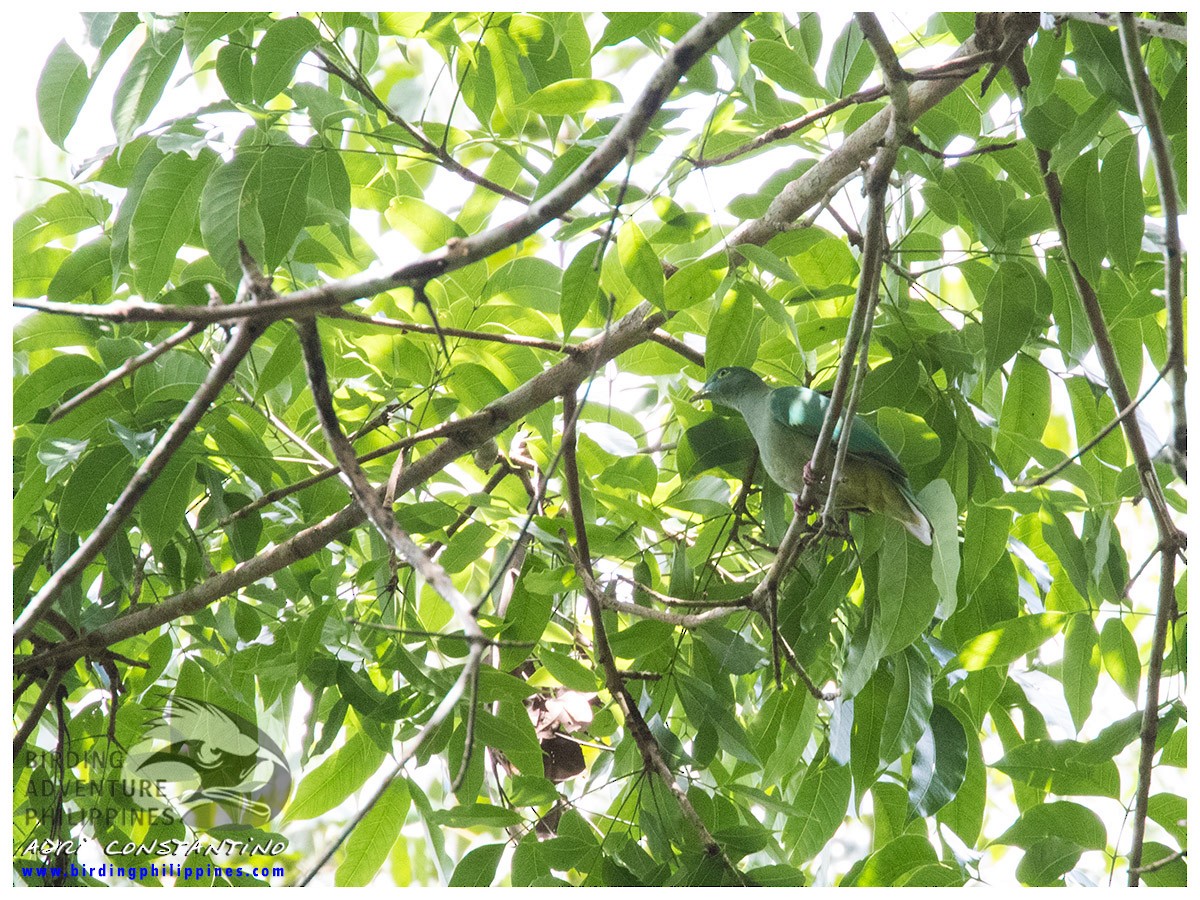 Black-naped Fruit-Dove - ML188979321