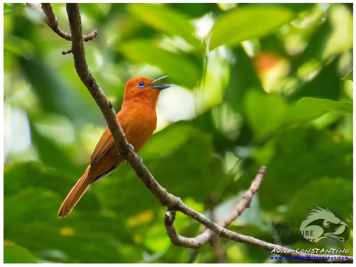 Rufous Paradise-Flycatcher - ML188979421