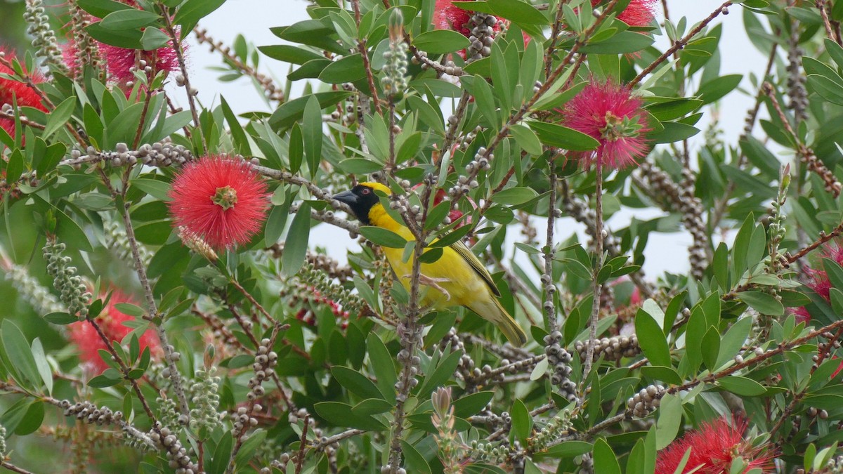 Southern Masked-Weaver - ML188979521