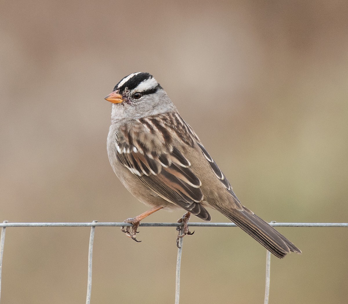 White-crowned Sparrow - ML188981551