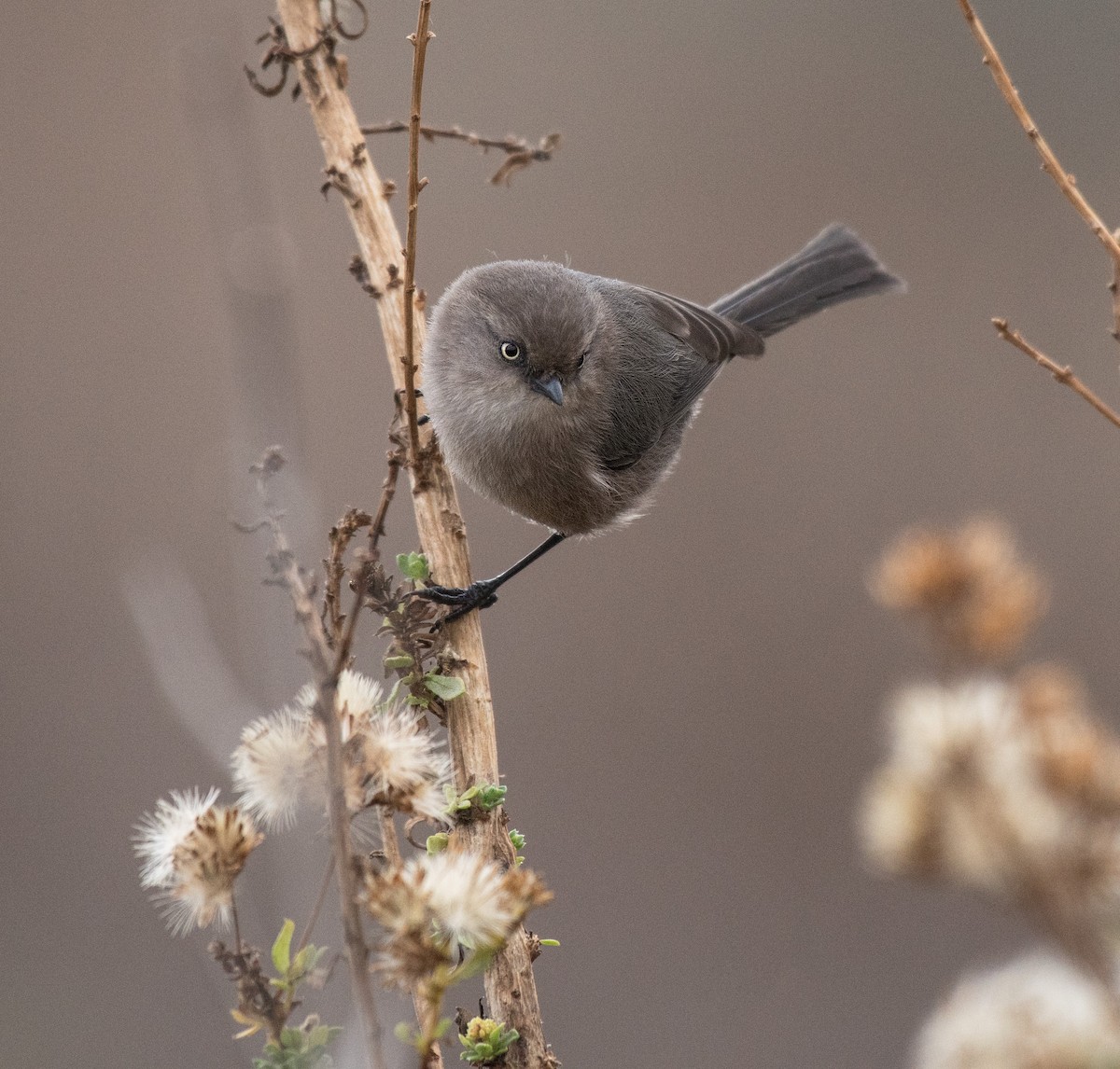 Bushtit - ML188982161