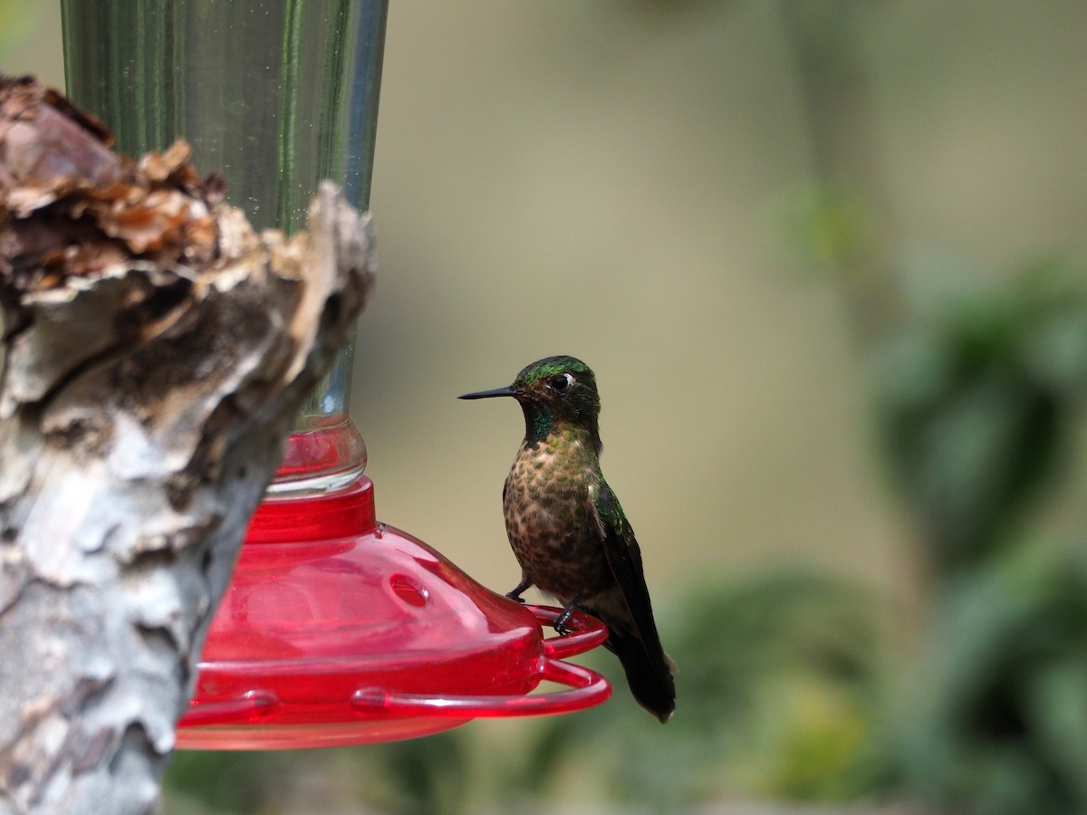 kolibřík dřišťálový - ML188982301