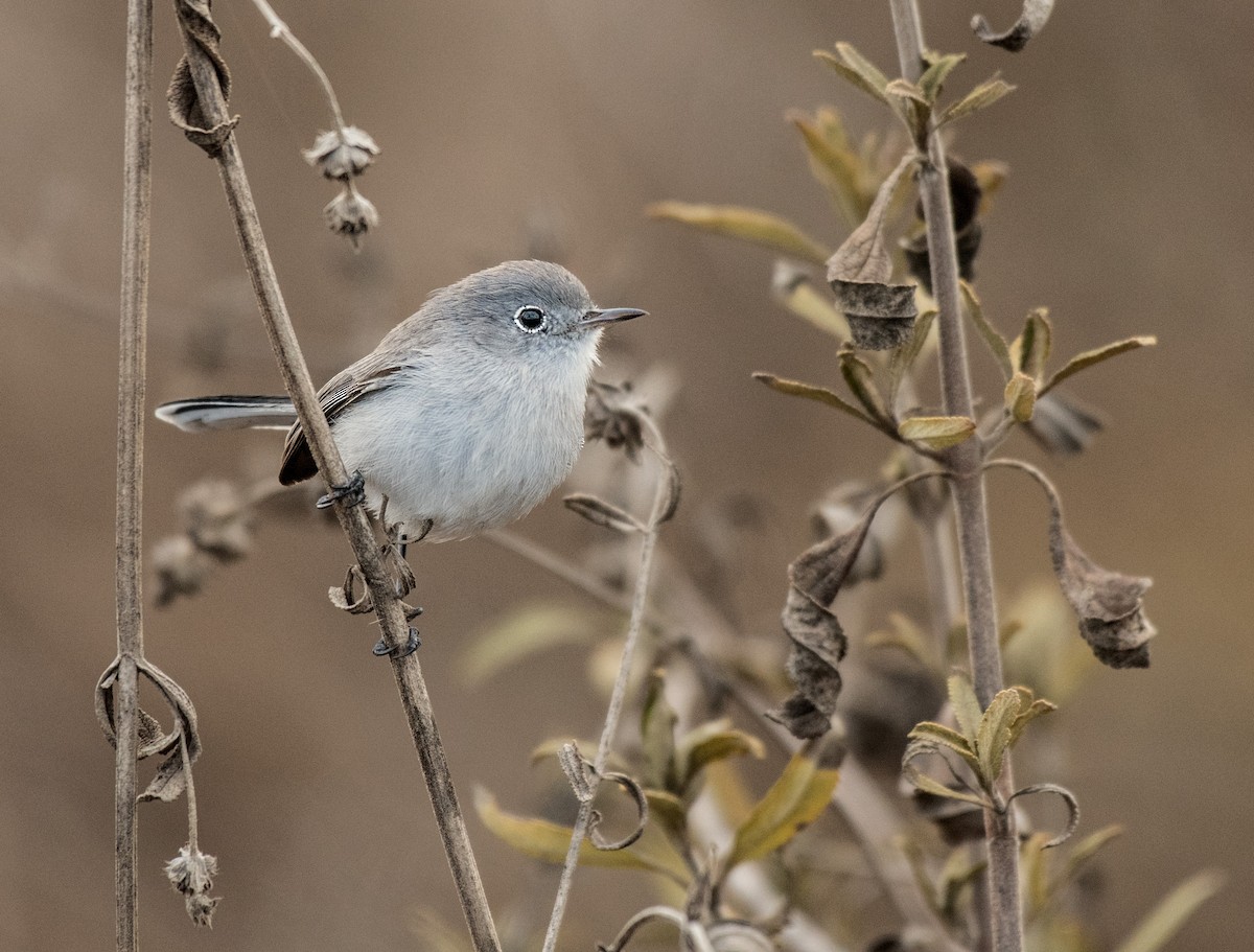 Blue-gray Gnatcatcher - ML188984271