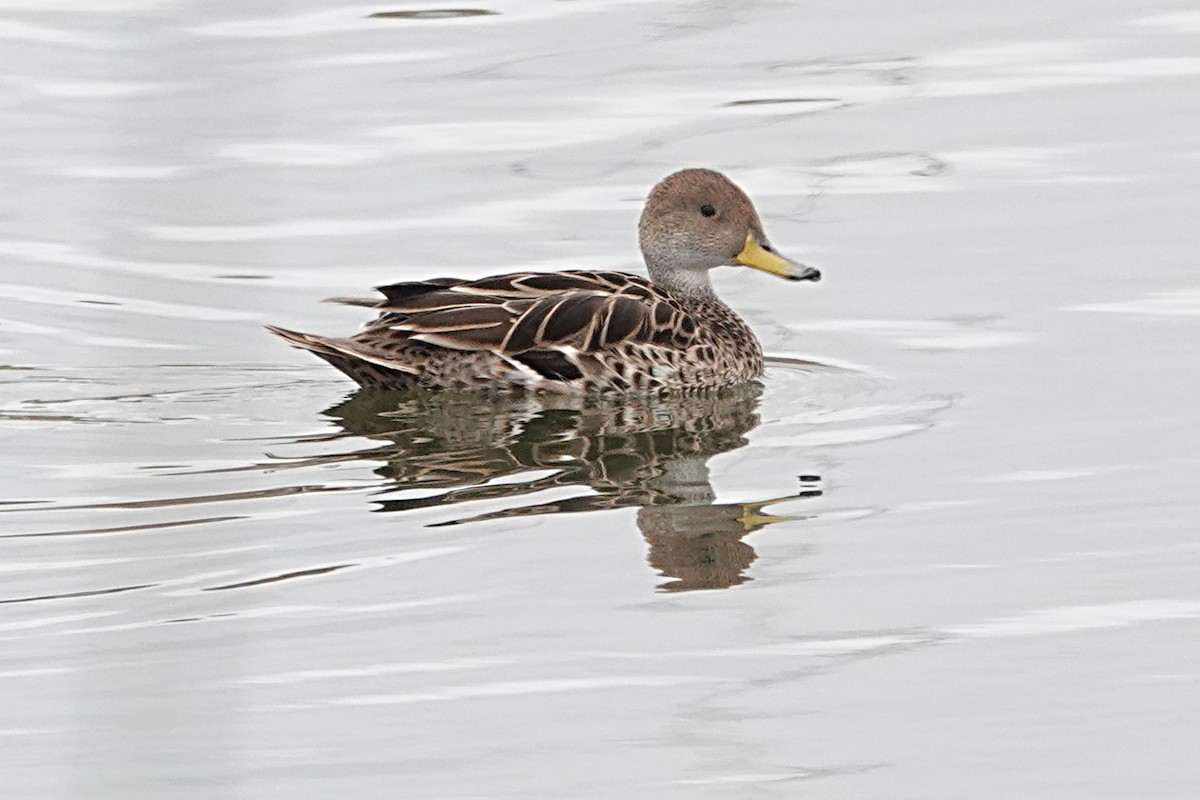 Yellow-billed Pintail - Peter Woodall