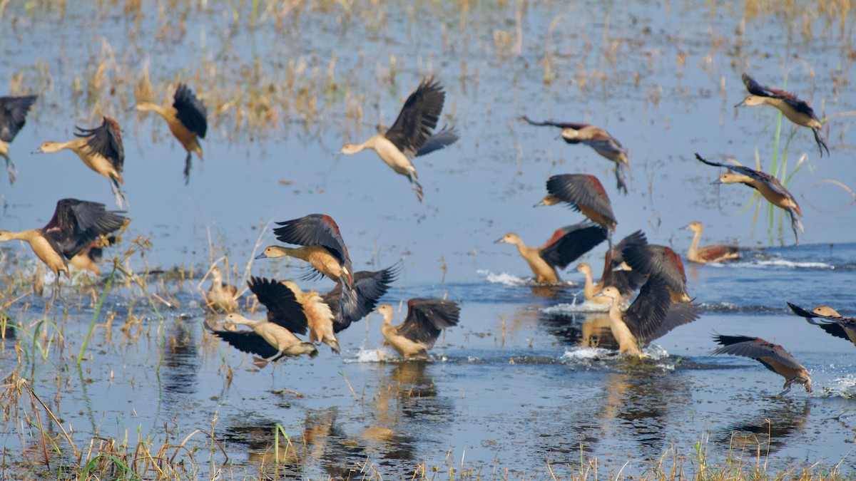 Lesser Whistling-Duck - ML188985811