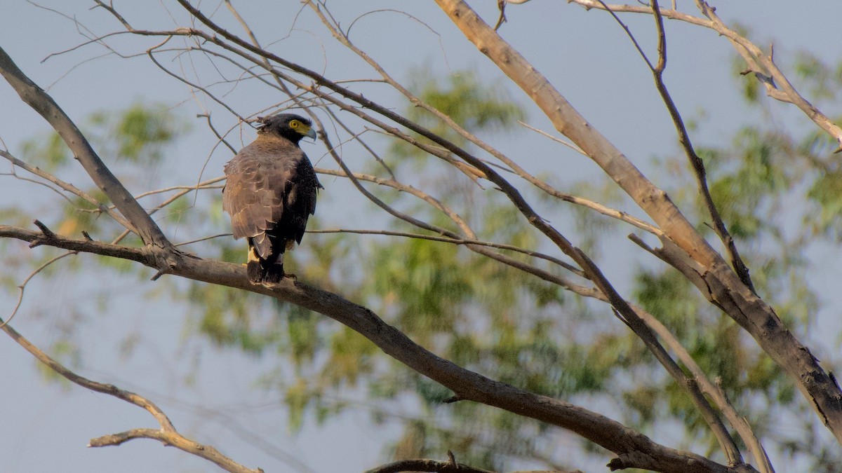 Crested Serpent-Eagle - ML188986131