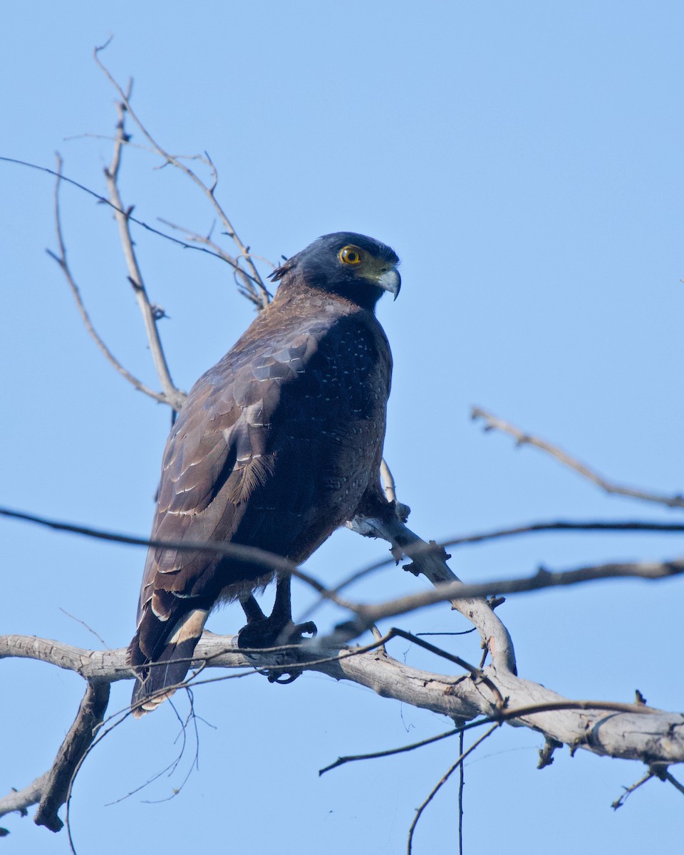 Crested Serpent-Eagle - ML188986151