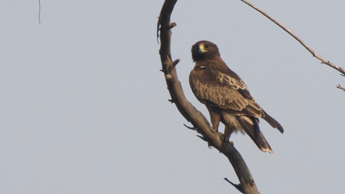 Águila Calzada - ML188986431