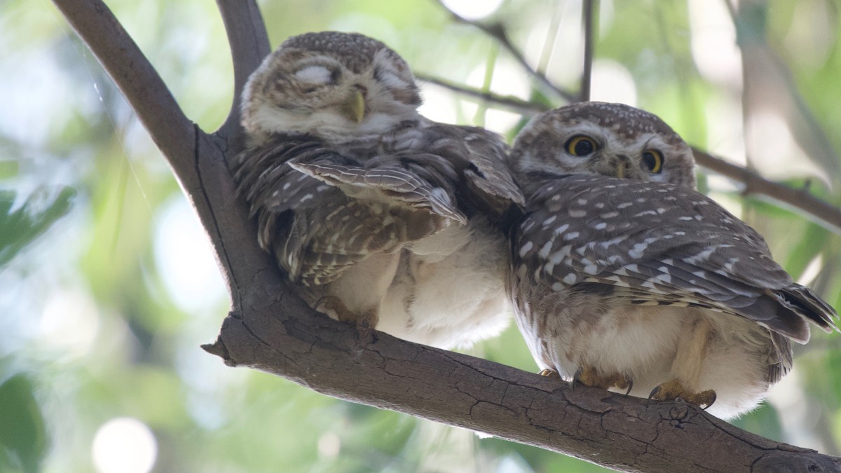 Spotted Owlet - ML188986501