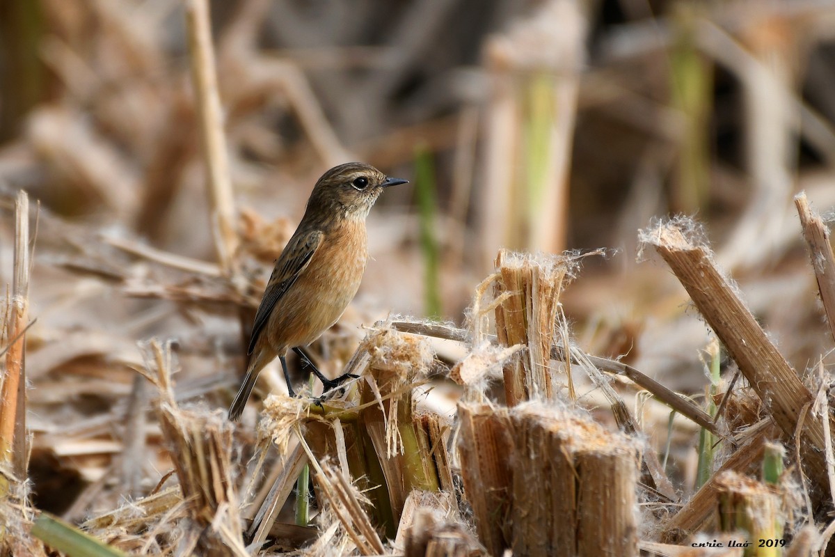 European Stonechat - ML188986751