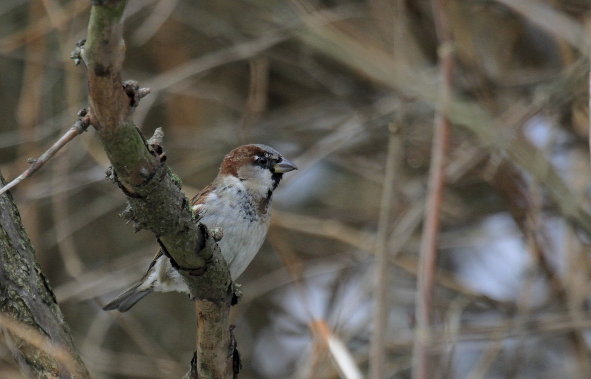 House Sparrow - ML188987381