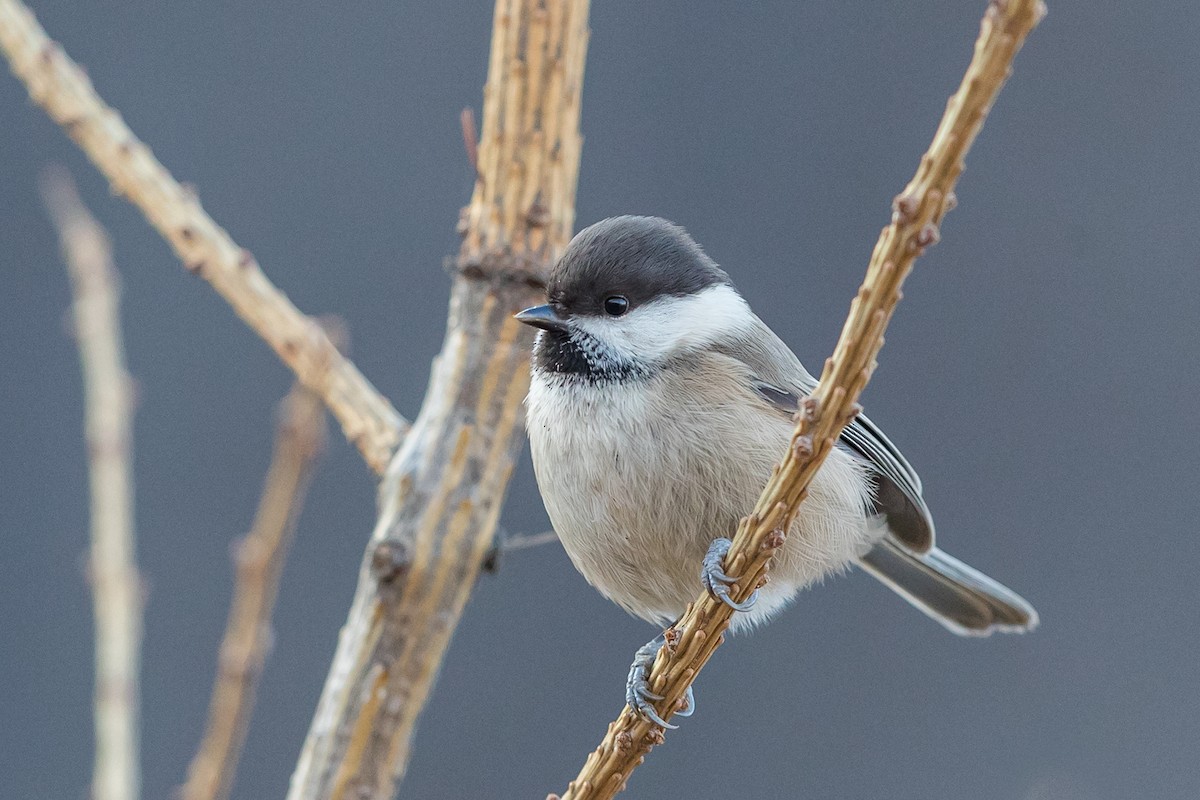 Mésange boréale - ML188987991