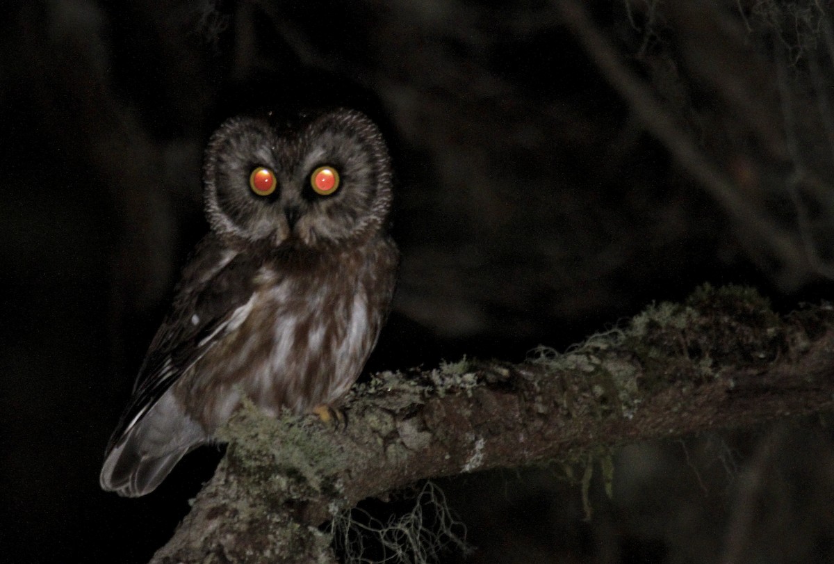 Northern Saw-whet Owl - ML188988371