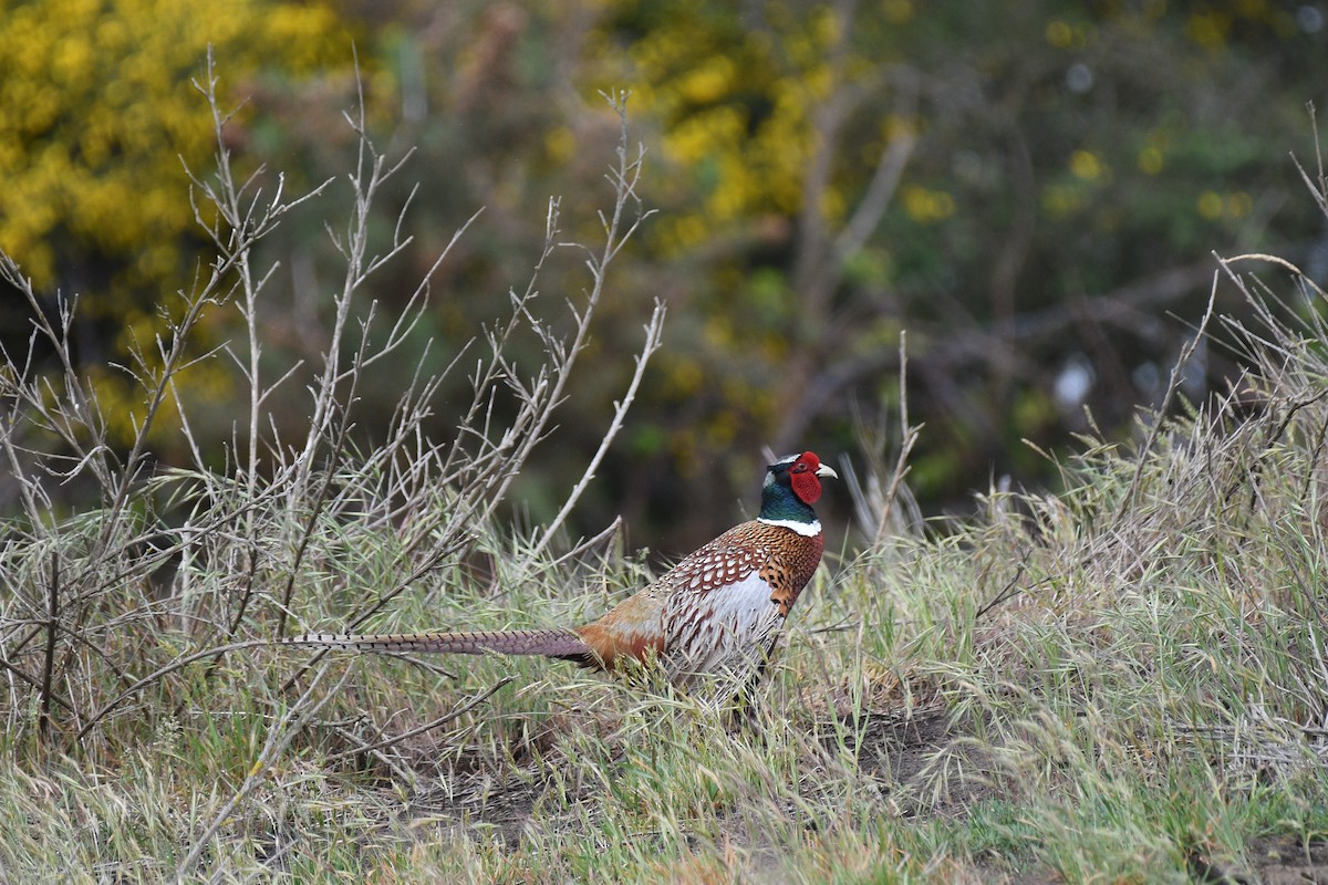 Ring-necked Pheasant - ML188989361
