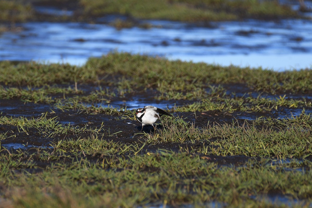 Black-fronted Dotterel - ML188989461