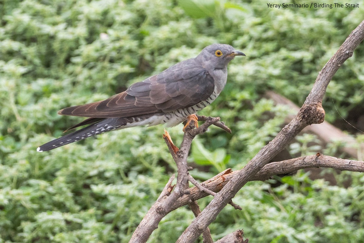 Common Cuckoo - ML188990301