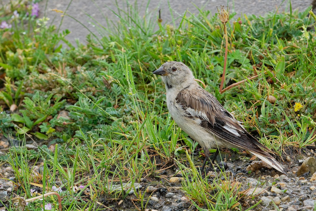 Black-winged Snowfinch - Vincent Wang