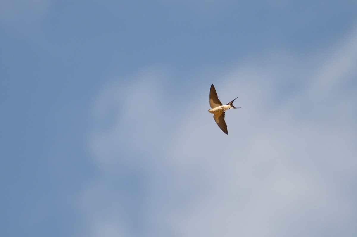 Greater Striped Swallow - ML188991241