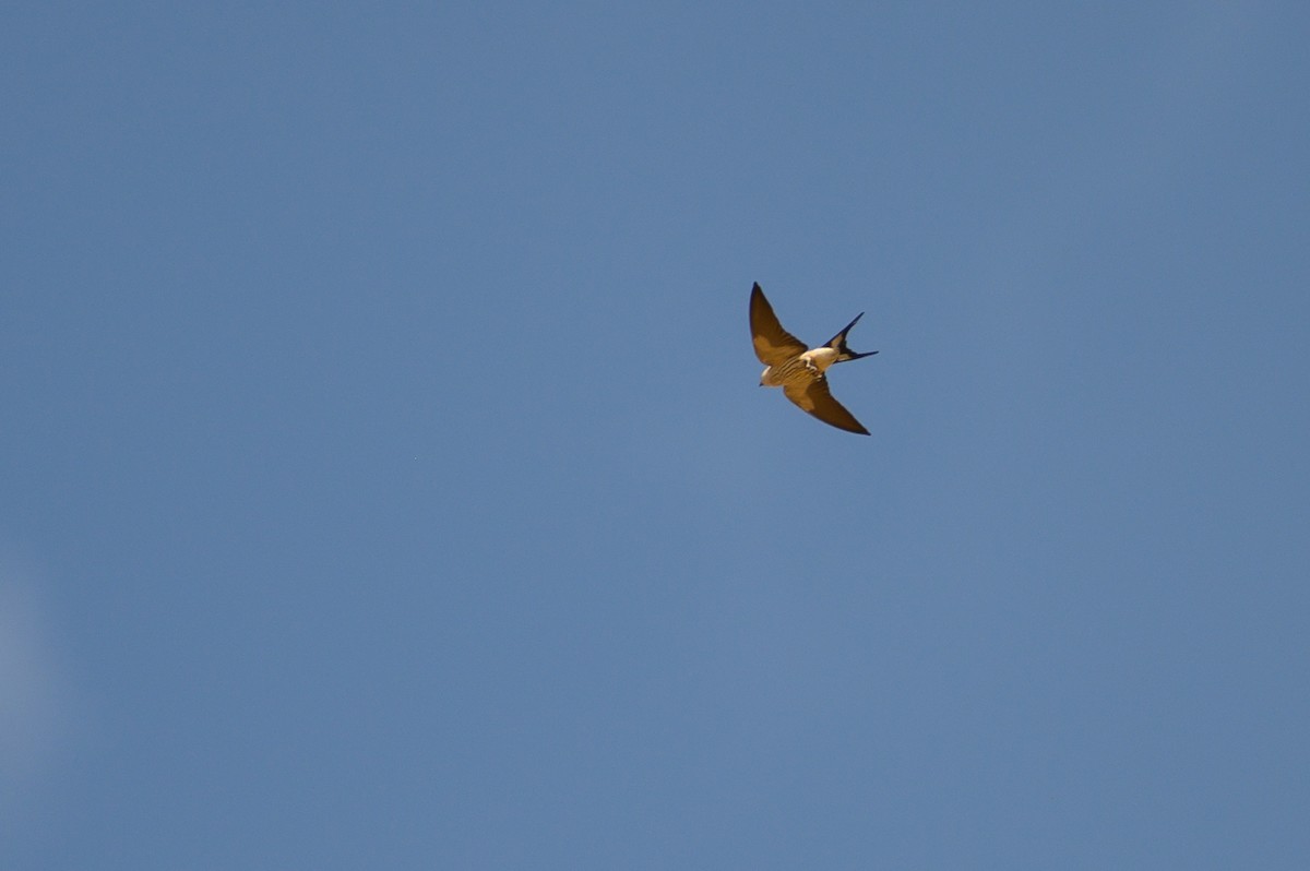 Golondrina Cabecirrufa - ML188991251