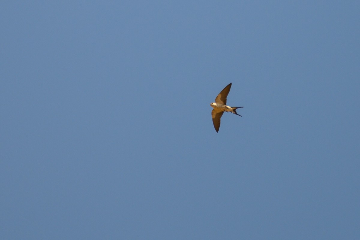 Greater Striped Swallow - ML188991261