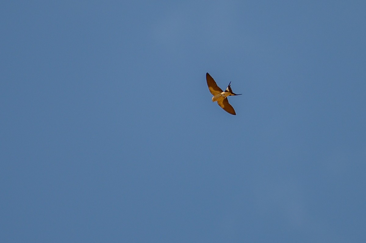 Golondrina Cabecirrufa - ML188991271