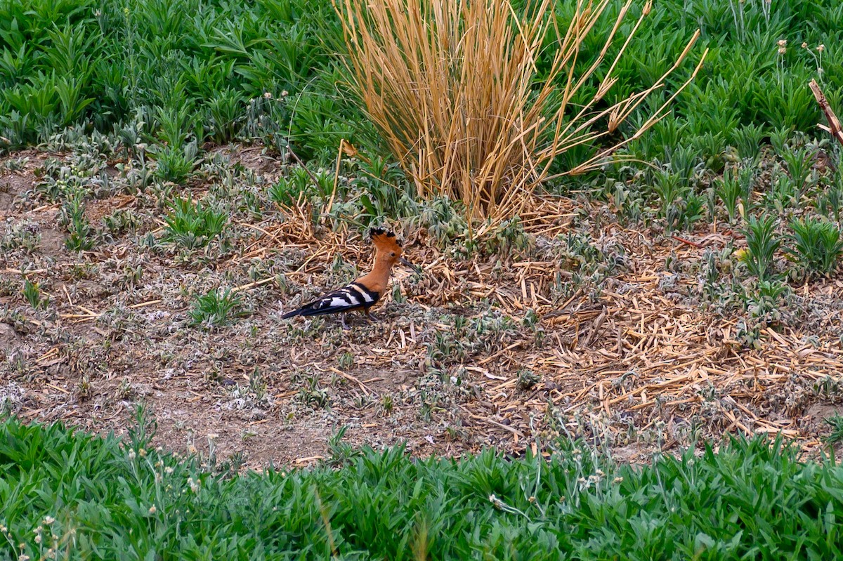 Eurasian Hoopoe (African) - ML188991411