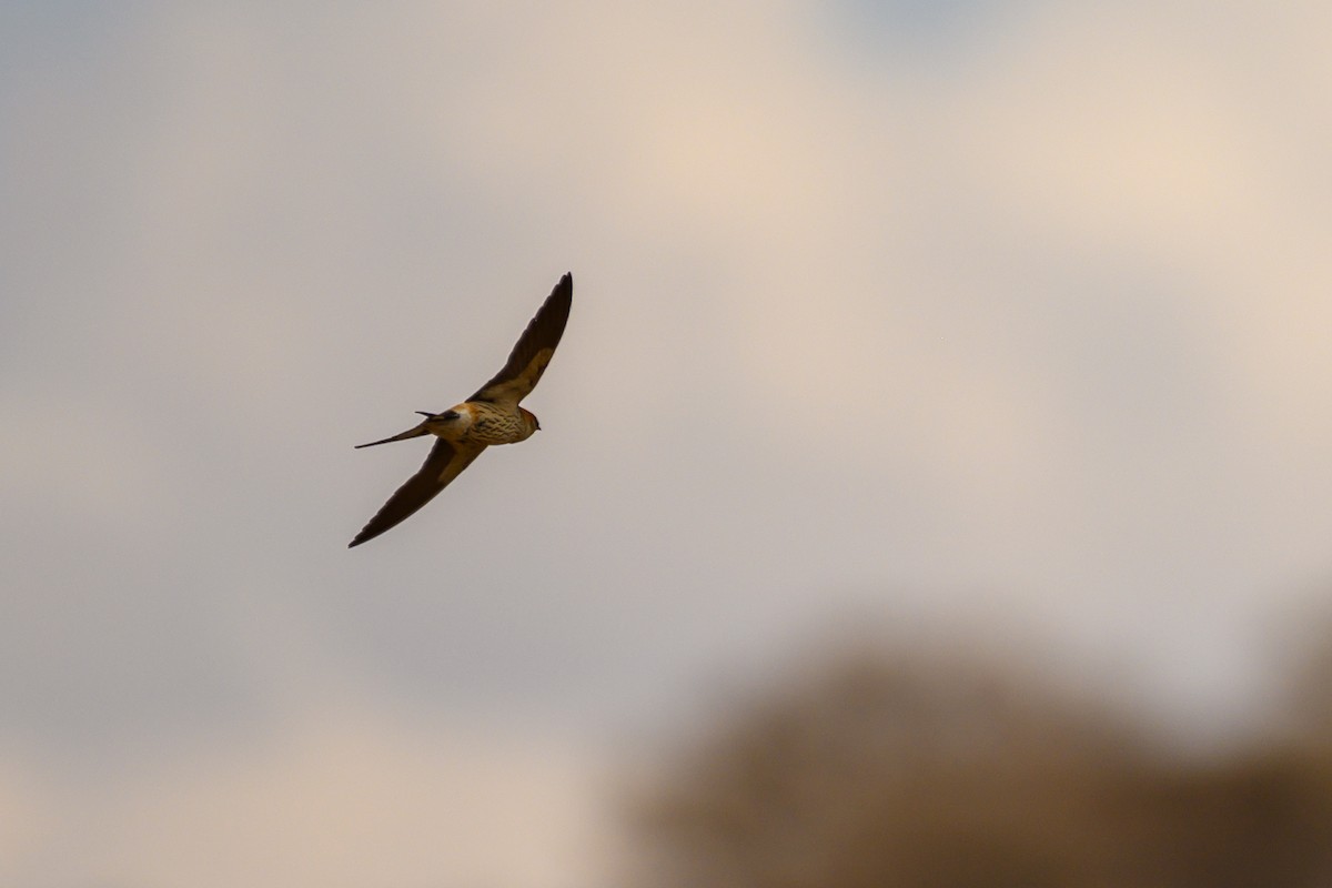 Greater Striped Swallow - ML188991461