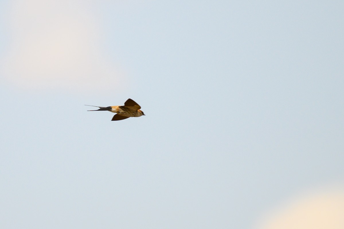 Greater Striped Swallow - ML188991471