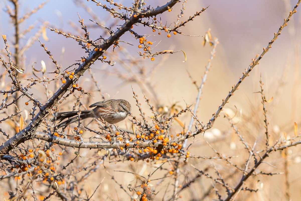 Beijing Babbler - ML188991481