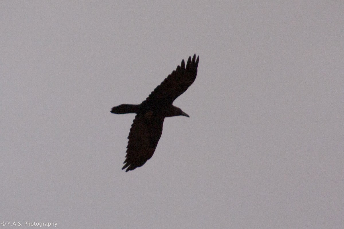 Brown-necked Raven - ML188991801