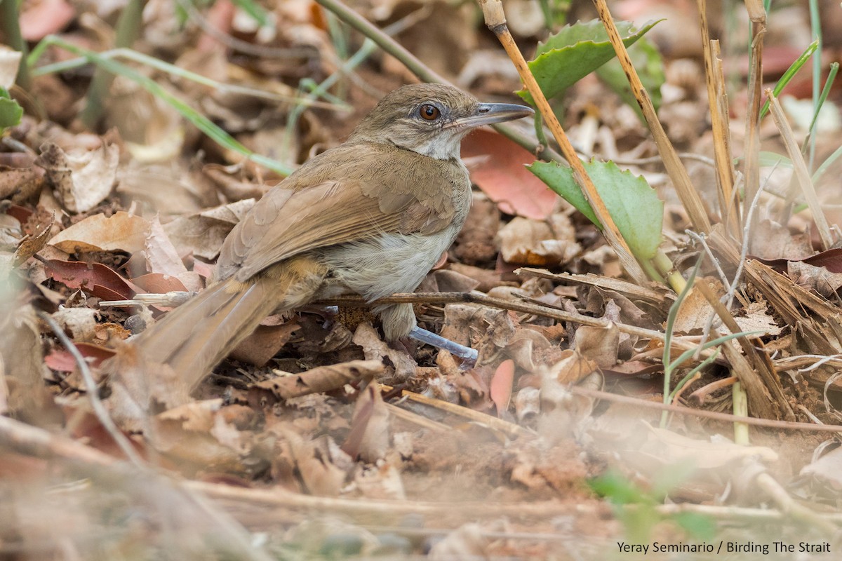 Terrestrial Brownbul - Yeray Seminario