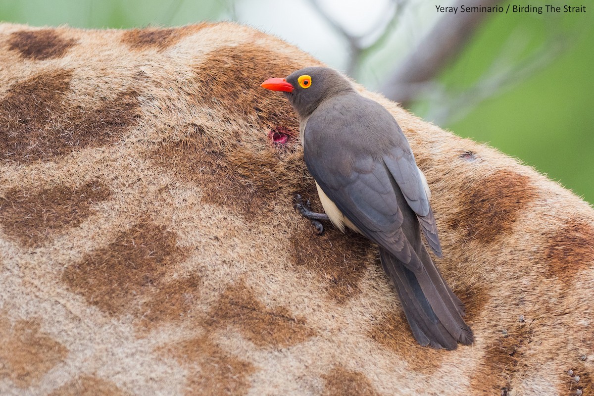 Red-billed Oxpecker - Yeray Seminario